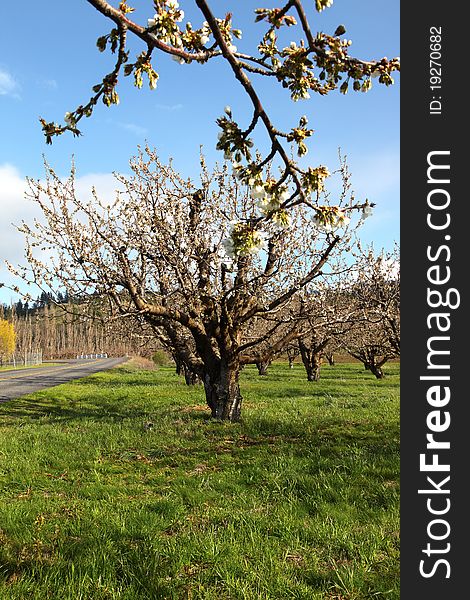 Cherry farm orchard near Hood River OR.