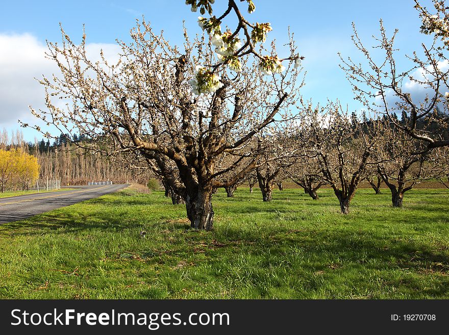 Cherry farm orchard near Hood River OR.