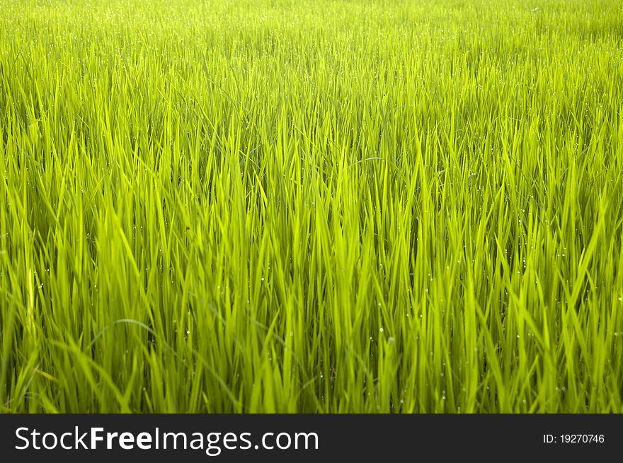 Young green paddy field after the rain