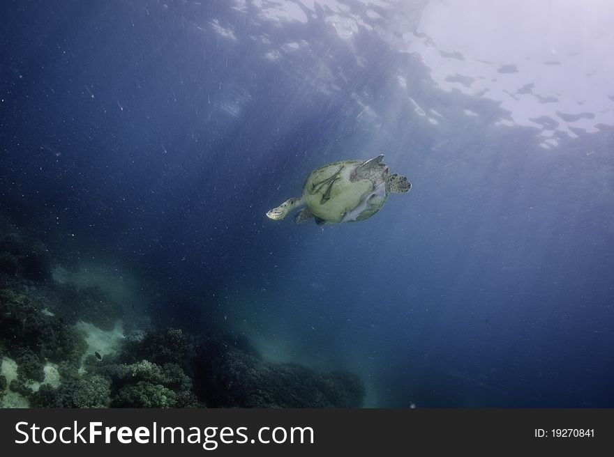 Sea turtle underwater with sun shine