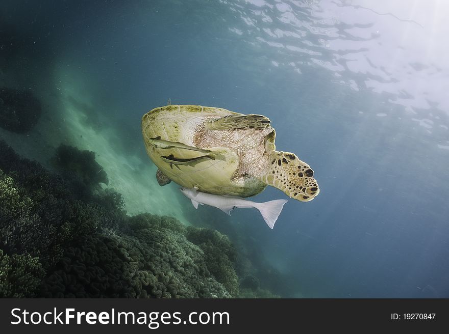 Sea turtle underwater with sun shine