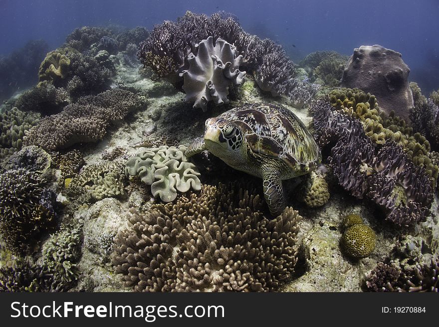 Sea turtle  underwater with sun shine