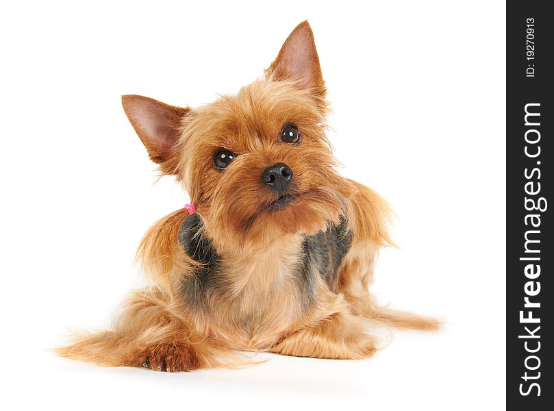 Yorkshire Terrier isolated on the white background