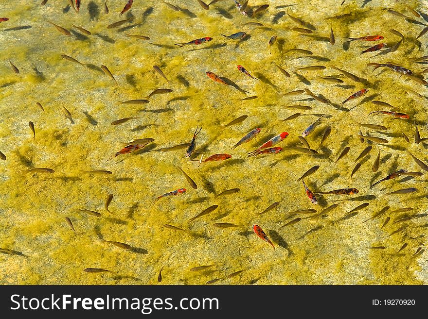 Beautiful Garden Fish Pond