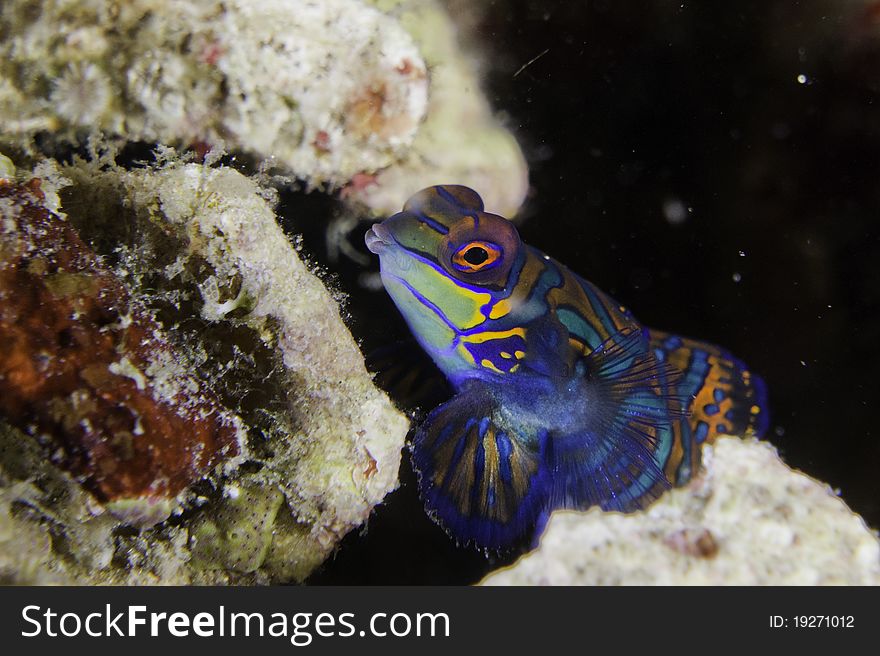 Mandarin Fish, Salt water colorful tropical fish