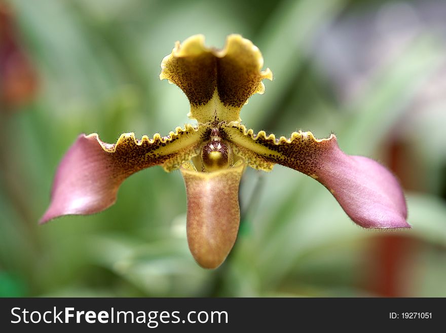 Orchid(Paphiopedilum)