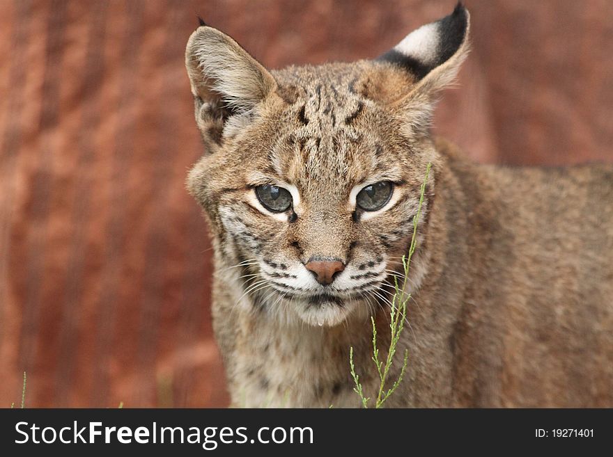 Links In Zoo Arnhem