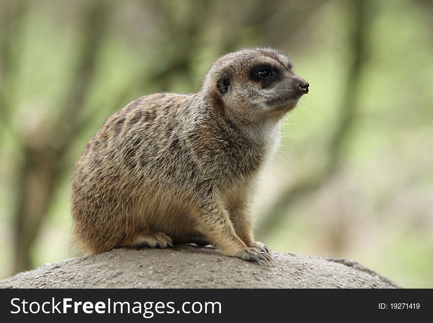 Meerkat on a rock in zoo