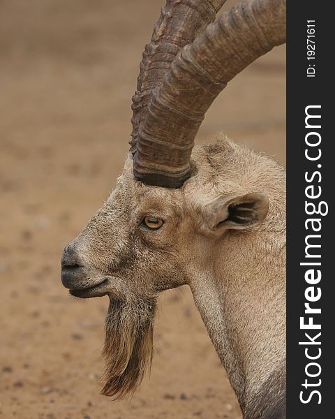 A male Nubian Ibex portrait