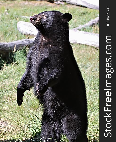 A male black bear standing