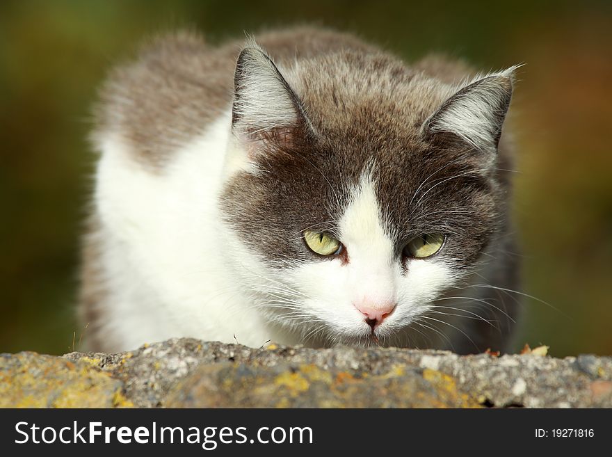 Photograph of blacks white cat on the wall
