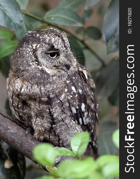 A Eurasian Scops owl seating on a tree branch