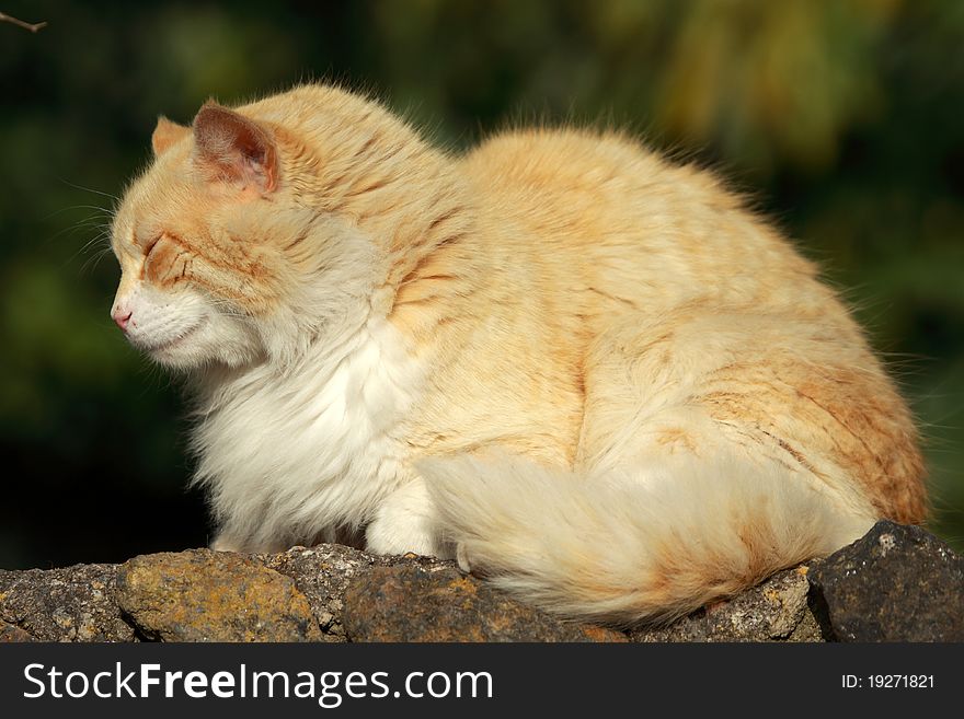 Orange cat on the wall