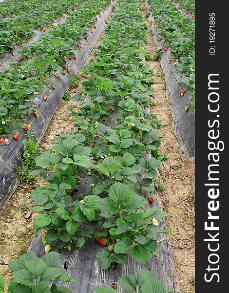 Harvest time in the trawberry farm field. Harvest time in the trawberry farm field