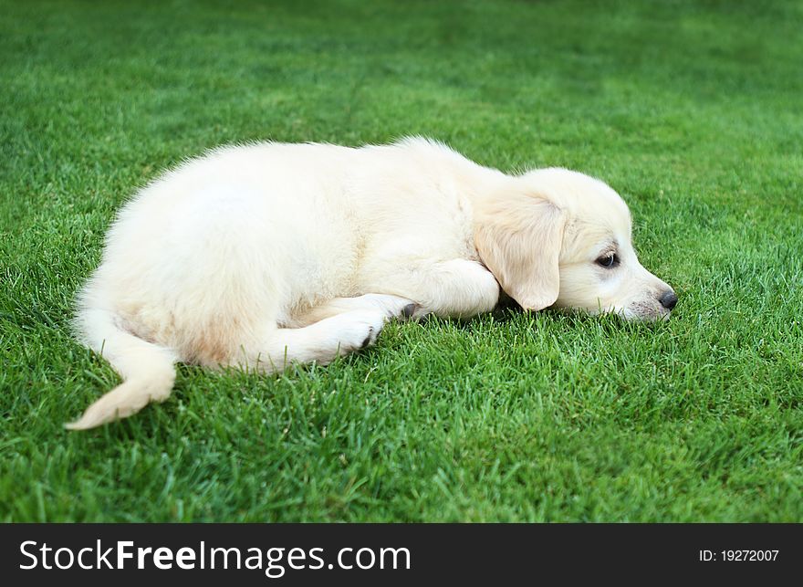 Golden retiever labrador puppy on the green grass. Golden retiever labrador puppy on the green grass