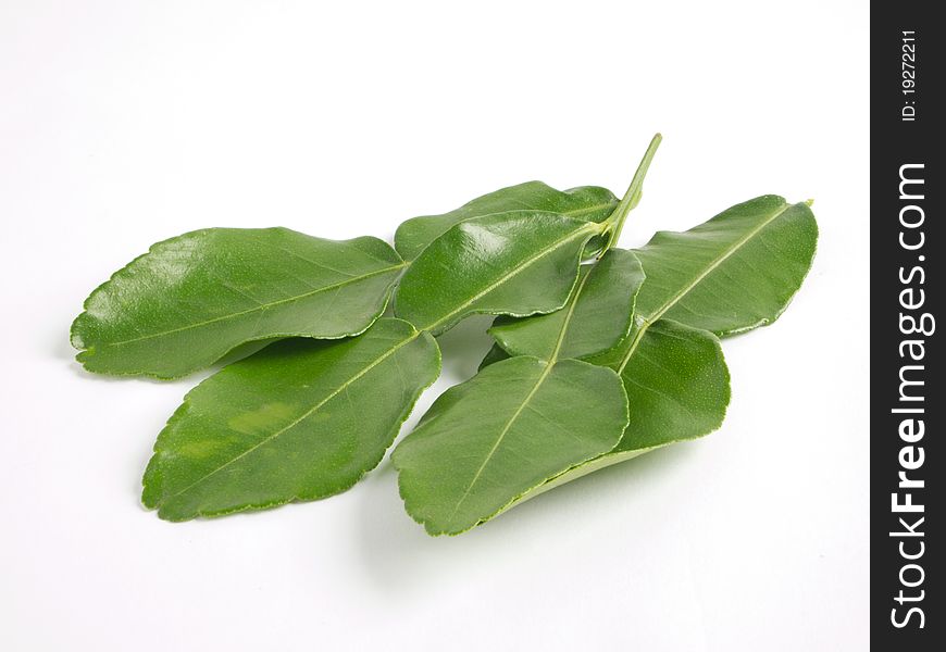 Kaffir lime leaf on white background