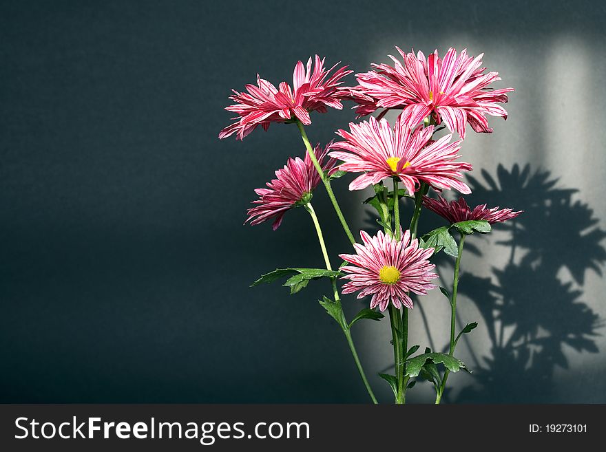 Bunch of nice pink daisy on dsrk background with lightint sun effect. Bunch of nice pink daisy on dsrk background with lightint sun effect