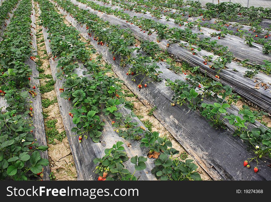 Harvest time in the trawberry farm field. Harvest time in the trawberry farm field