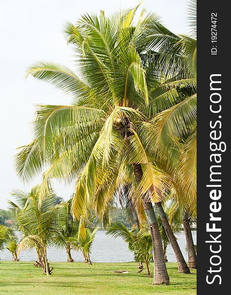 Coconut tree in the garden