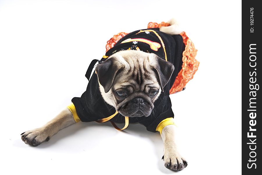 Picture of a seated mops puppy dressed in black and looking away. Picture of a seated mops puppy dressed in black and looking away