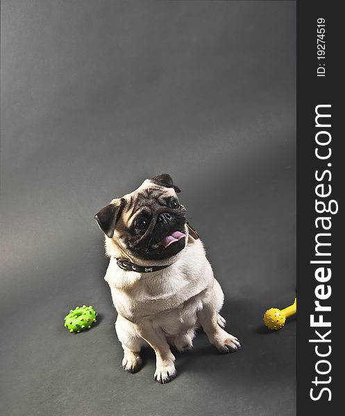 Picture of a seated mops puppy and looking away photographed on black background. Picture of a seated mops puppy and looking away photographed on black background