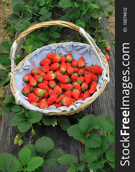 Fresh strawberry in basket in the farm field