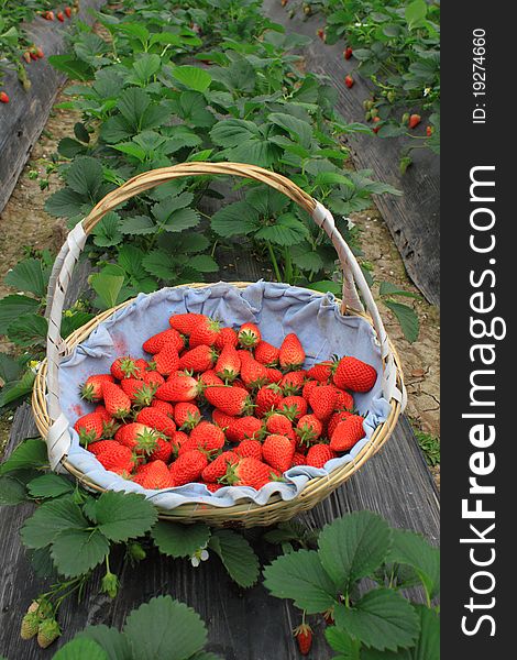 Strawberry in basket in the farm field