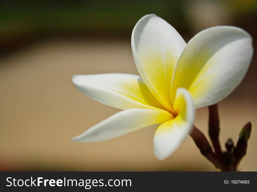 Lan thom flower, beautiful white flower in thailand