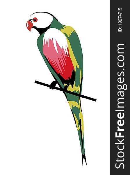 Vector parrot on white background