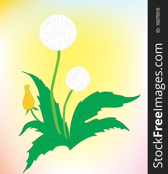 Flower background. A beautiful dandelion on a color background