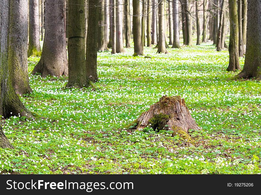 Forest with white flowers in spring