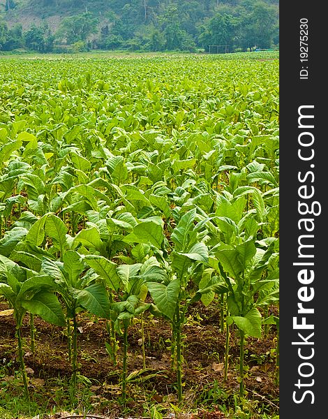 Tobacco farm in the country side