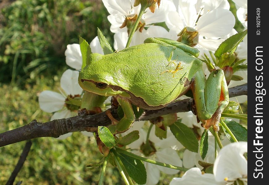 Tree frog on flowering cherry tree.