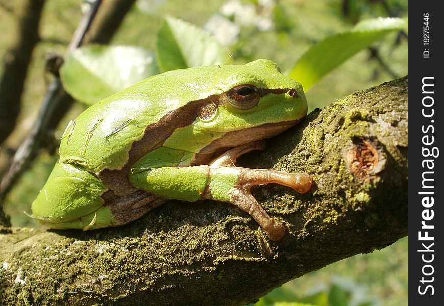 Tree frog on cherry tree.