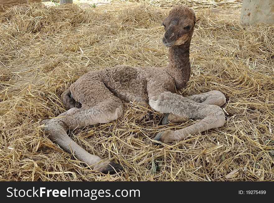 Baby arabian camel