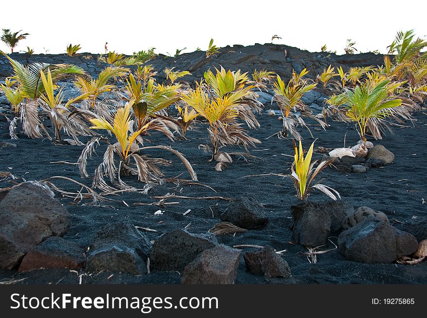 Palm trees growing out of coconuts on the black sand beach. Palm trees growing out of coconuts on the black sand beach