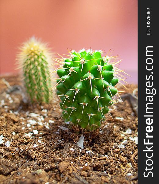 Cactus in room for interior decoration closeup