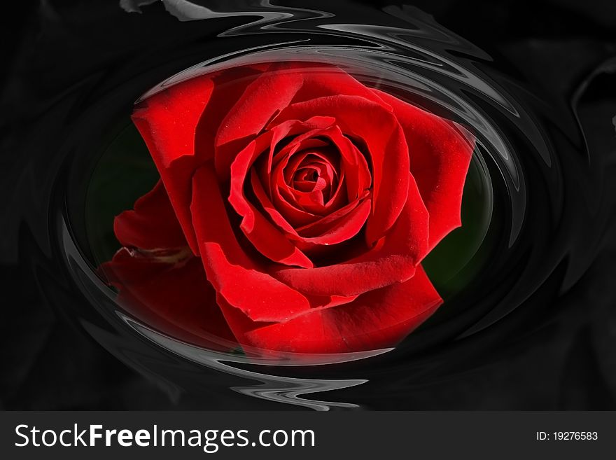 The wonderful red rose - background.