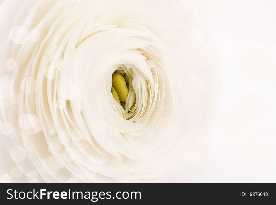 Dub of white ranunculus close up. Soft focus