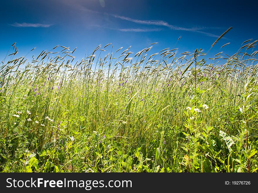 Green grass field under a blue bright sky. Green grass field under a blue bright sky