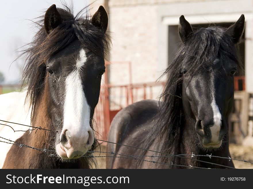 Two horses behind barbed wire