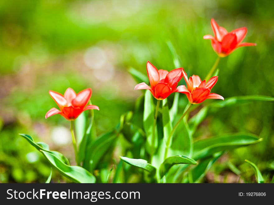 Spring colorful flowers red tulips on green background. Spring colorful flowers red tulips on green background
