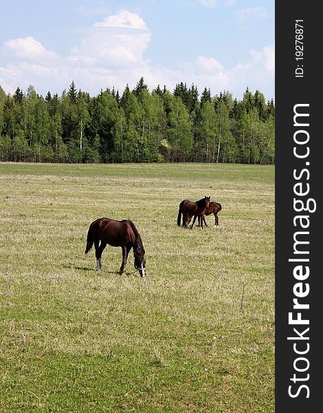 Grazing horses on the forest background in spring