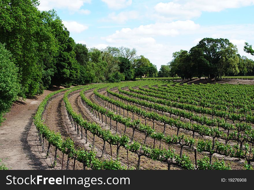 Rows of Grape vines on a spring day