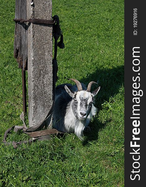 The smiling goat tethered to a post on the grass
