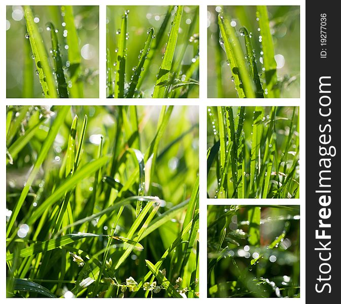 Closeup view of fresh green grass with drops in the morning. Closeup view of fresh green grass with drops in the morning.