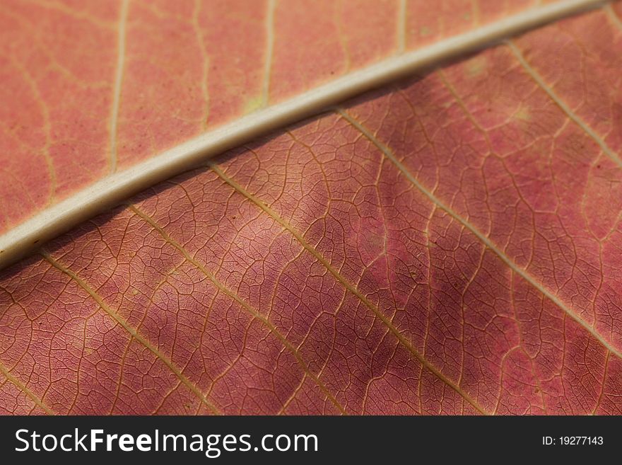 Details of abstract autumn leaf background