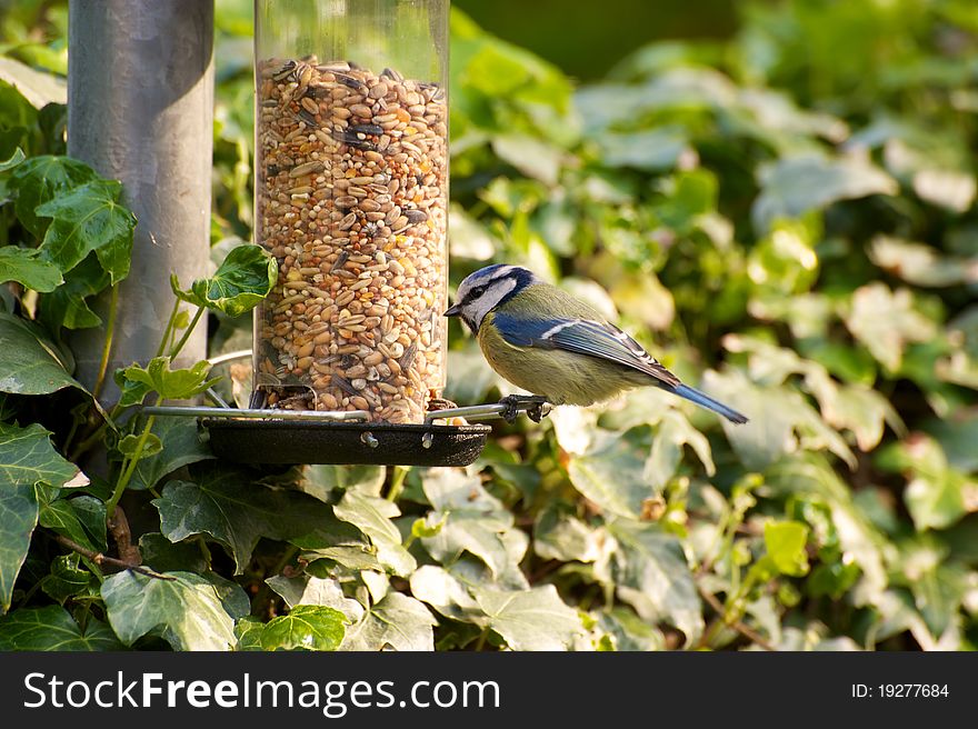 Blue Tit On Feeder