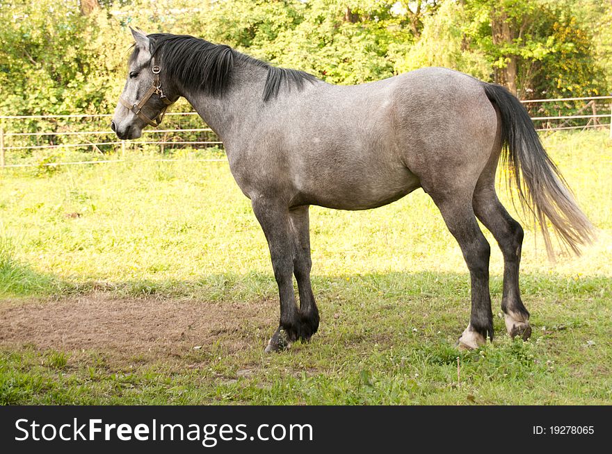 Horse standing in meadow