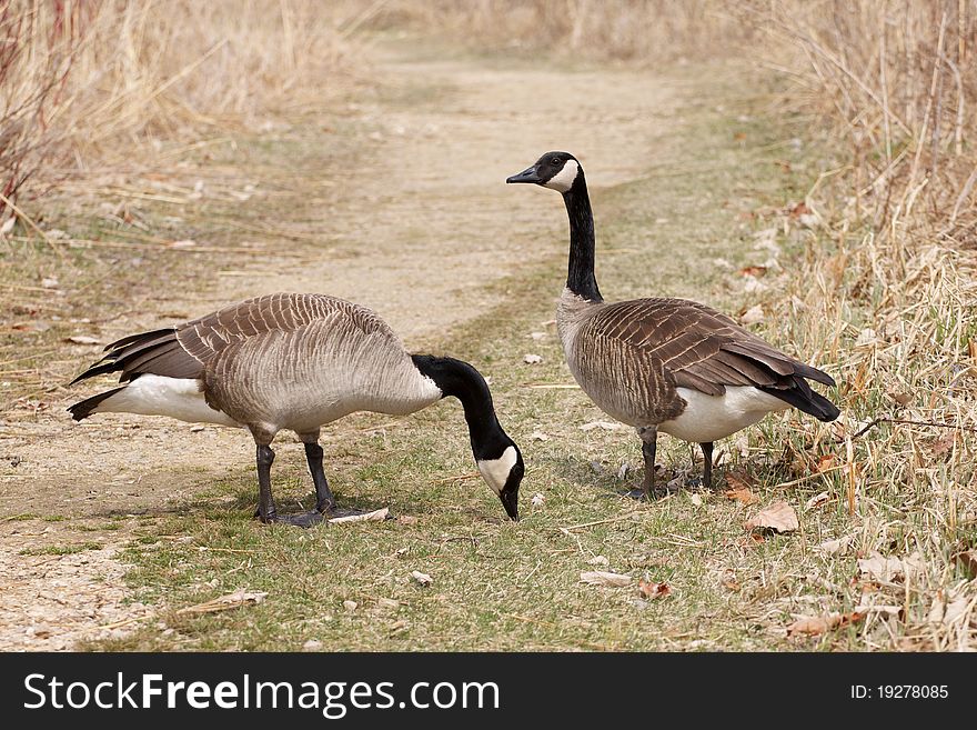 A pair of Canadian Geese foraging for food. A pair of Canadian Geese foraging for food.